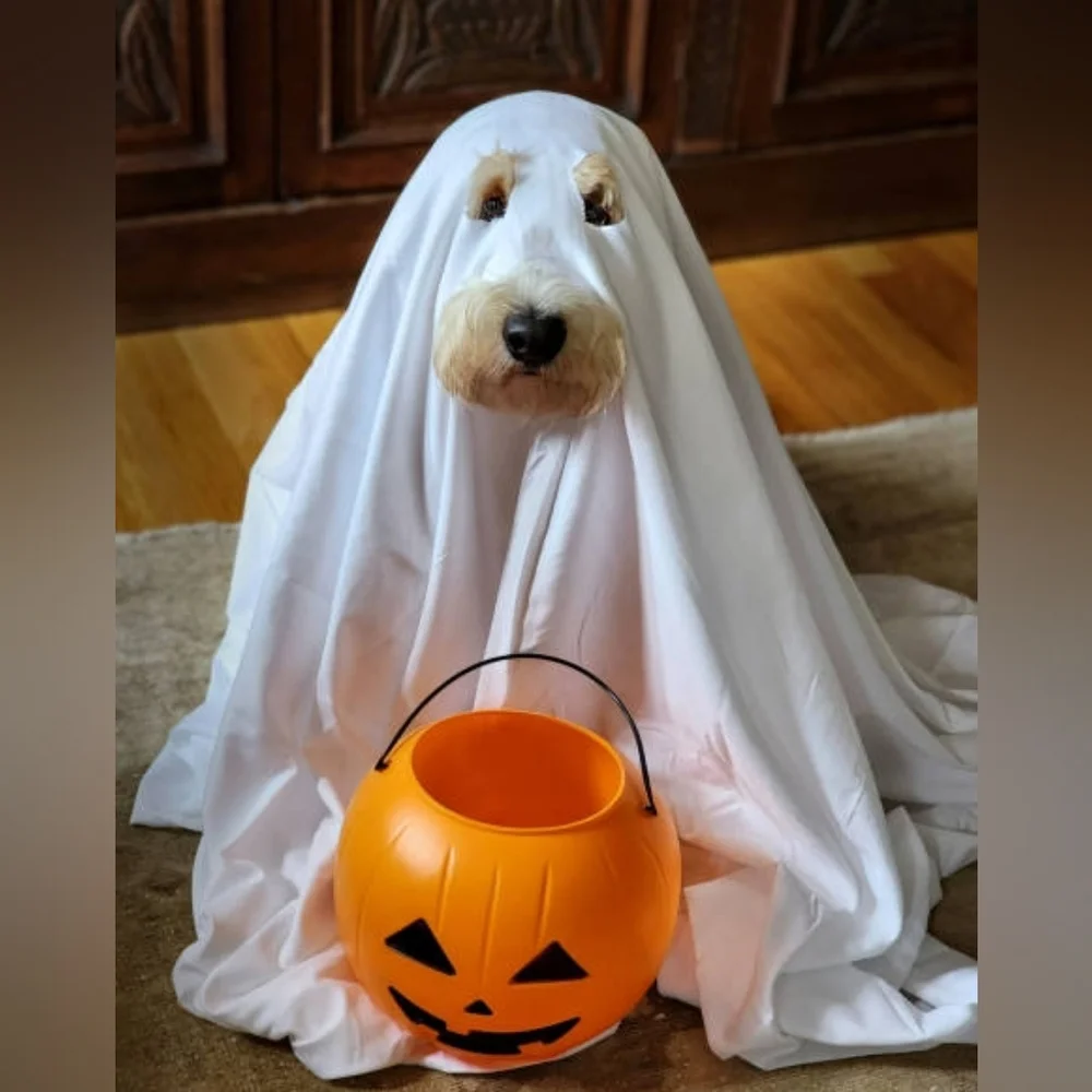 Halloween Costume Contest - Picture 1 of 4